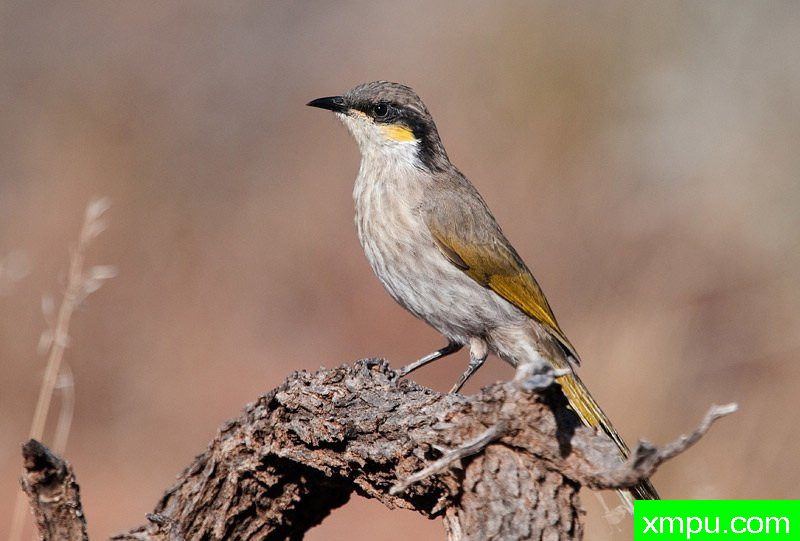 歌唱哈尼伊特尔---著名荒野摄影师：杰拉德摄影