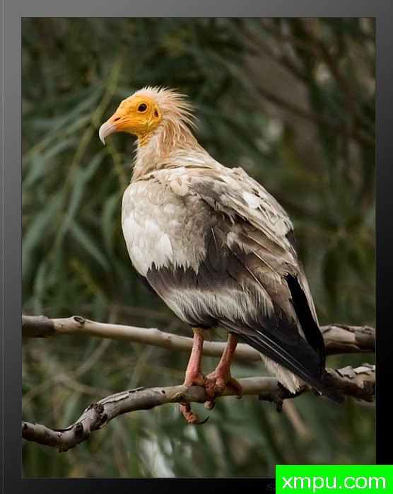 埃及秃鹫[埃及秃鹫 - Neophron percnopterus] - 印度迈索尔