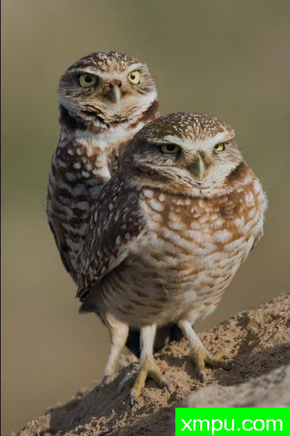 夫妇--著名自然摄影师：肯阿彻摄影