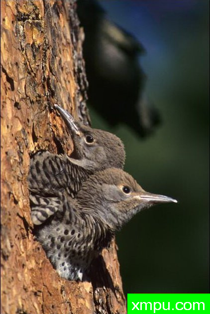 上下观察--著名自然摄影师：肯阿彻摄影
