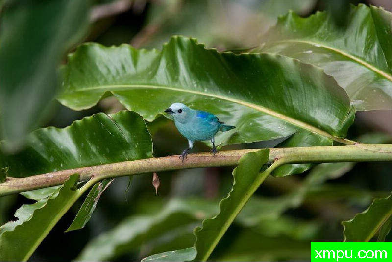 蓝鸟在听--著名摄影师：以斯拉（Izzy）舒尔茨摄影[美国]