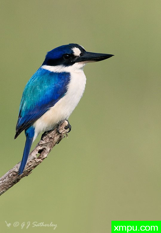 森林翠鸟--著名荒野摄影师：杰拉德摄影