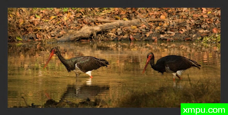 黑鹳--[印度]--摄影师S达斯摄影