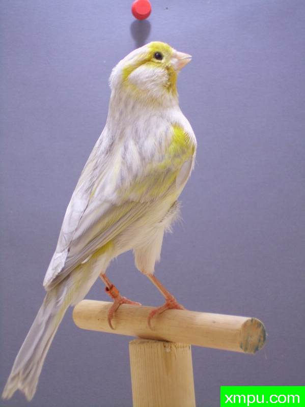 金丝雀-银纹黄玛瑙相思[品种：蛇纹]---著名摄影师： trainer92