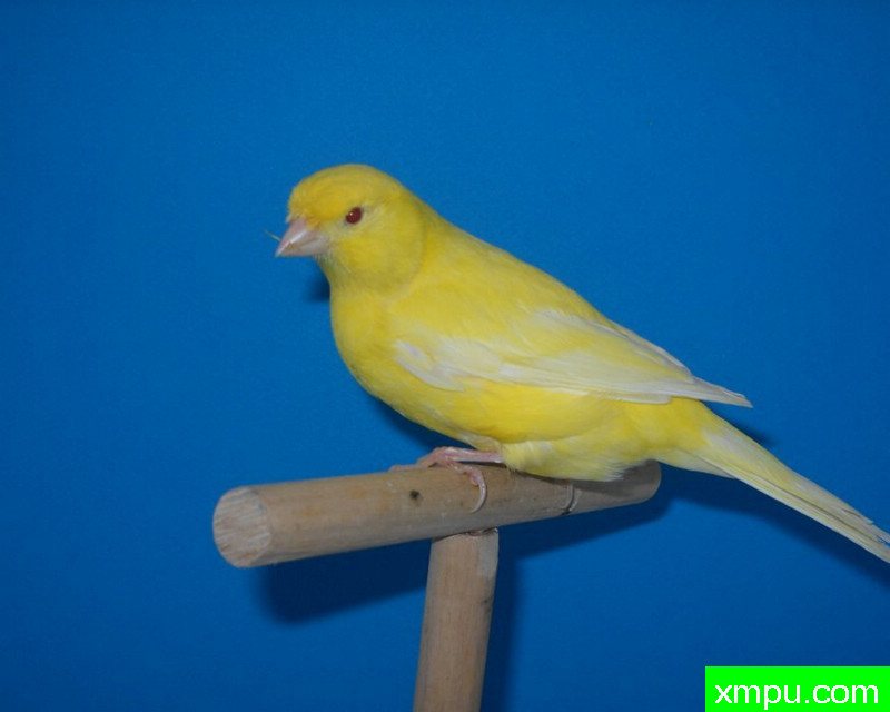 金丝雀-浅黄红眼玉鸟--著名摄影师：mapassion593112摄影