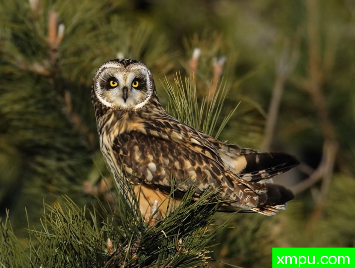 短耳猫头鹰--摄影师：彼得伊瓦诺斯基摄影