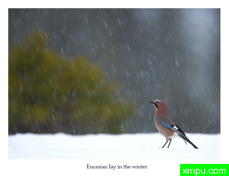 迎瑞雪---摄影师： 丹尼绿色摄影