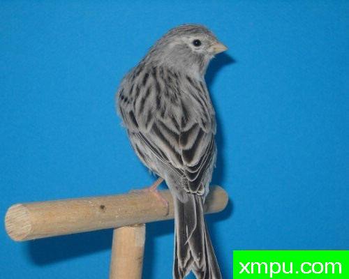 金丝雀-男性玛瑙布兰克--摄影师：莱斯derniers德摄影[法国]