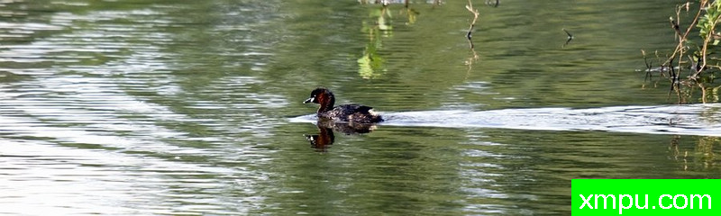 黑头鸭--著名自然摄影师：菲利普Mineur [法国]