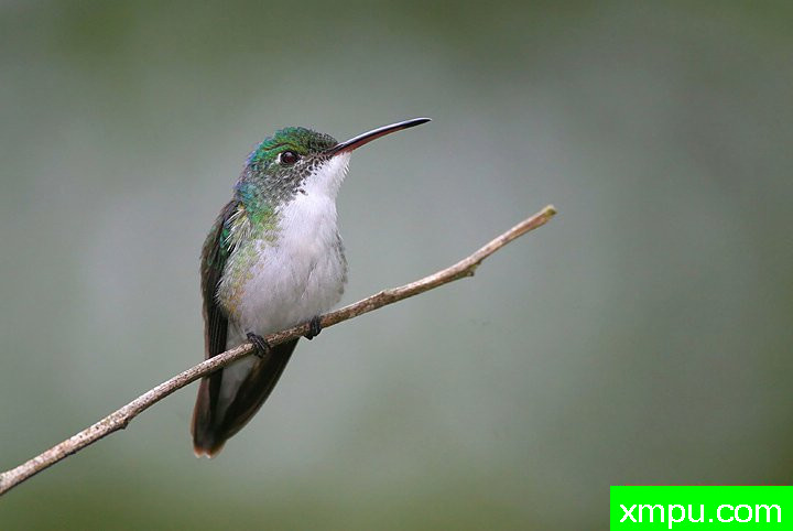 冠棕尾蜂鸟 ---著名的户外和自然摄影家：内特察佩尔摄影