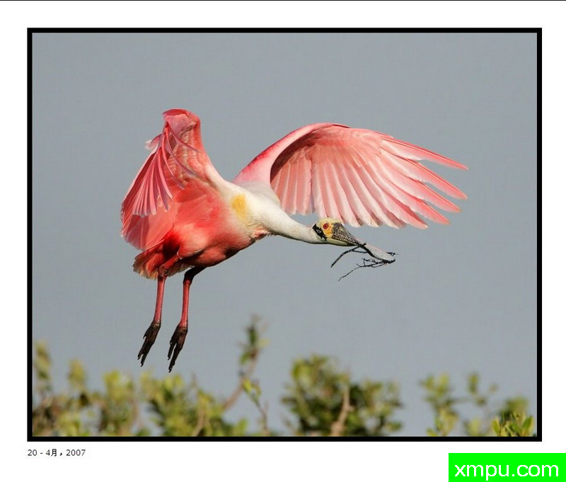 罗斯特回到巢照片 - 在pbase_com大卫肖万张照片