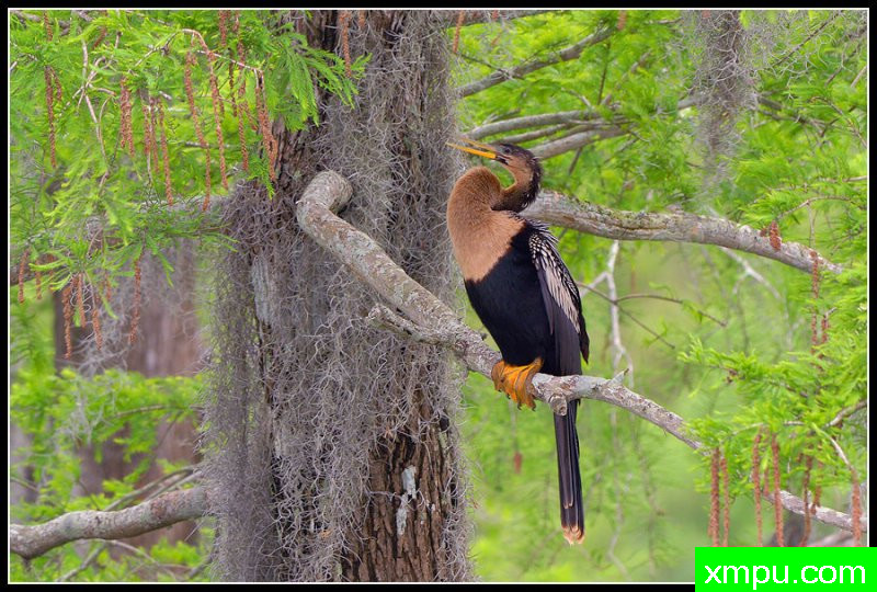 安加--摄影师：罗尼加伯特摄影