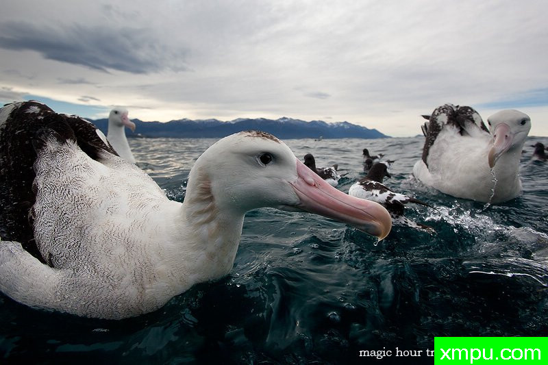 漂泊信天翁---著名摄影师：熊龙洁陈嘉庚摄影