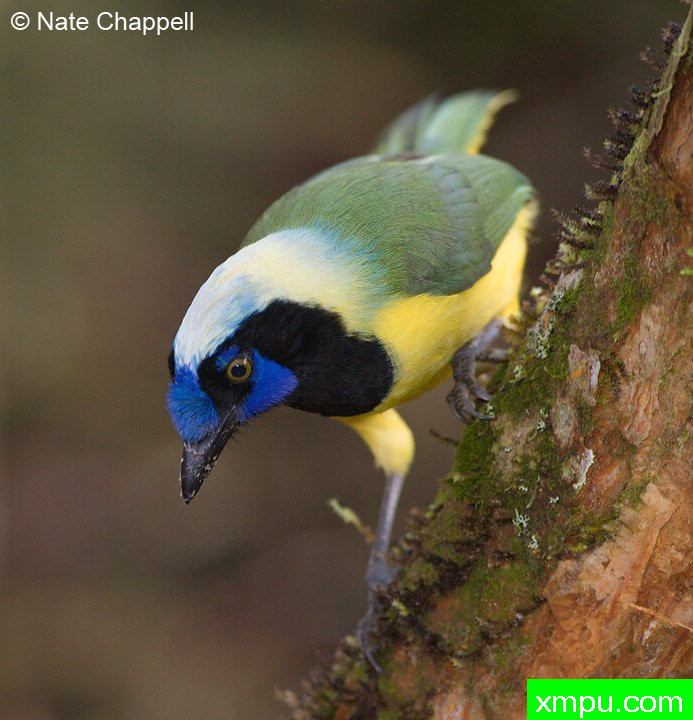 印加周杰伦 ---著名的户外和自然摄影家：内特察佩尔摄影
