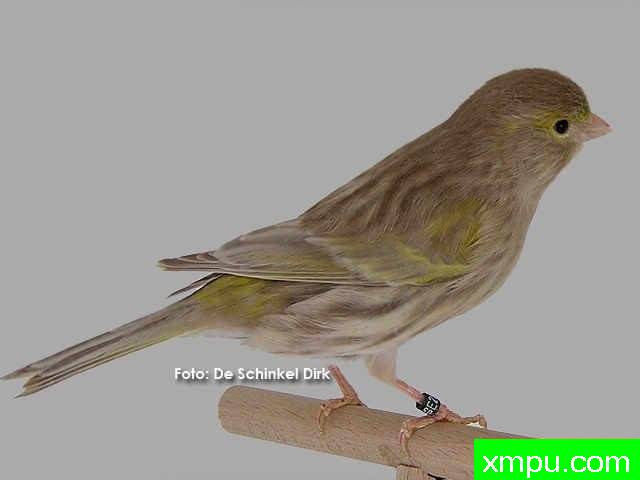 黄班玛瑙玉鸟----摄影师：约翰凡德maelen 摄影[荷兰]