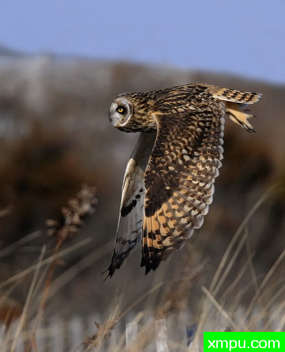 猫头鹰--摄影师：彼得伊瓦诺斯基摄影