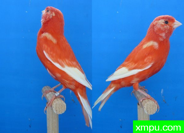 红白马赛克--摄影师：lipo mosaique rouge 88 [法国]