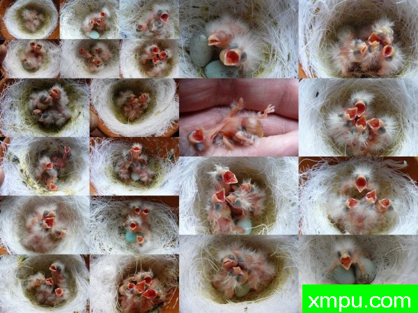 红白马赛克--摄影师：lipo mosaique rouge 88 [法国]