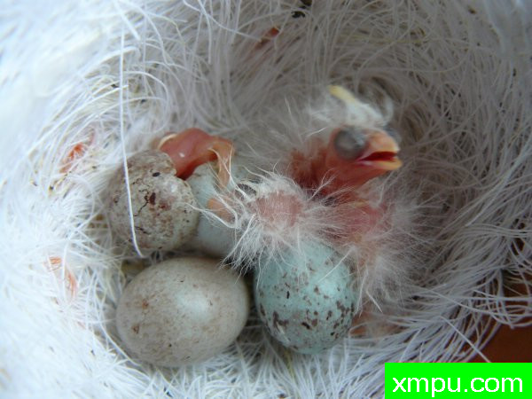 红白马赛克--摄影师：lipo mosaique rouge 88 [法国]