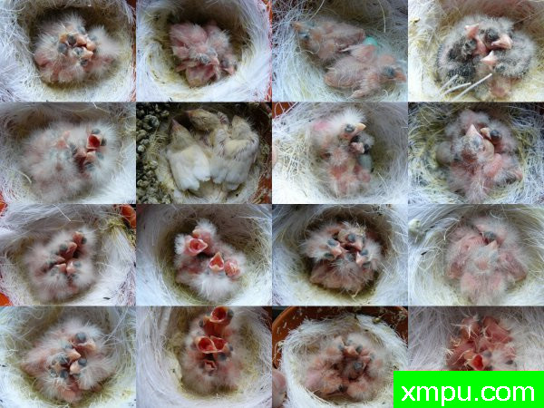 红白马赛克--摄影师：lipo mosaique rouge 88 [法国]