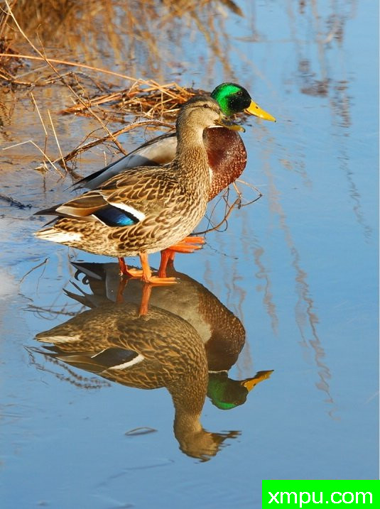 野鸭的反思--摄影师：彼得伊瓦诺斯基摄影