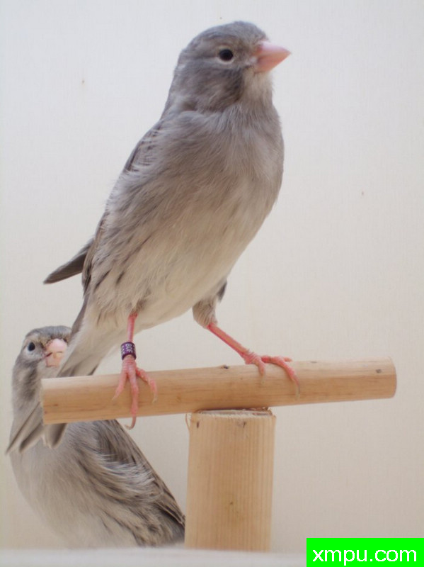 金丝雀-灰蛇2011年[品种：灰蛇纹]---著名摄影师： trainer92 摄