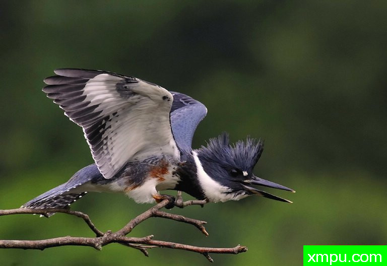 翠鸟--著名摄影师：彼得伊瓦诺斯基摄影
