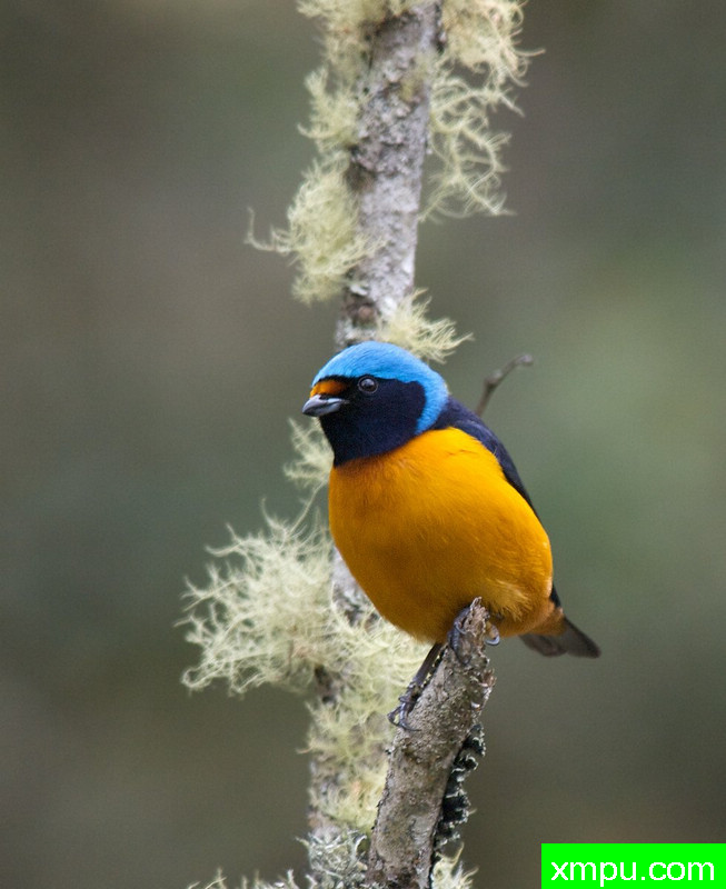蓝连帽--著名摄影师：吉姆德威特摄影[美国]