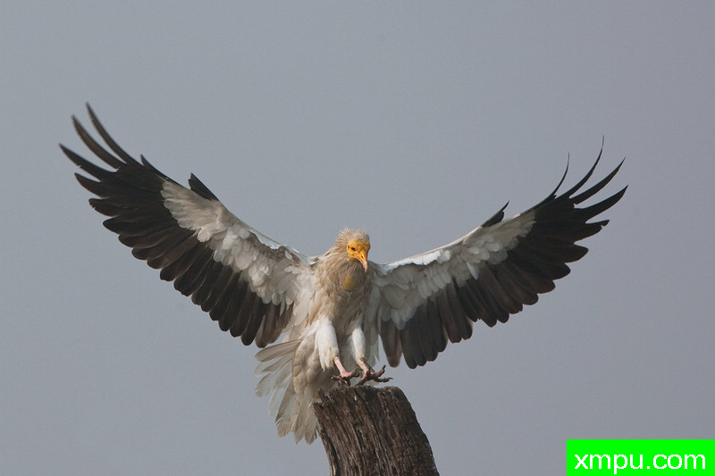 埃及秃鹫02--摄影培育师：阿吉特Huilgol 摄影[美国]