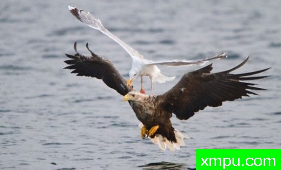 海鸥骑在海雕的背上[英国]--摄影师：保罗-比斯塔尔摄影