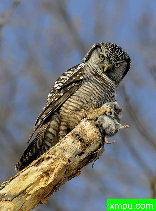 短猫头鹰--摄影师：彼得伊瓦诺斯基摄影