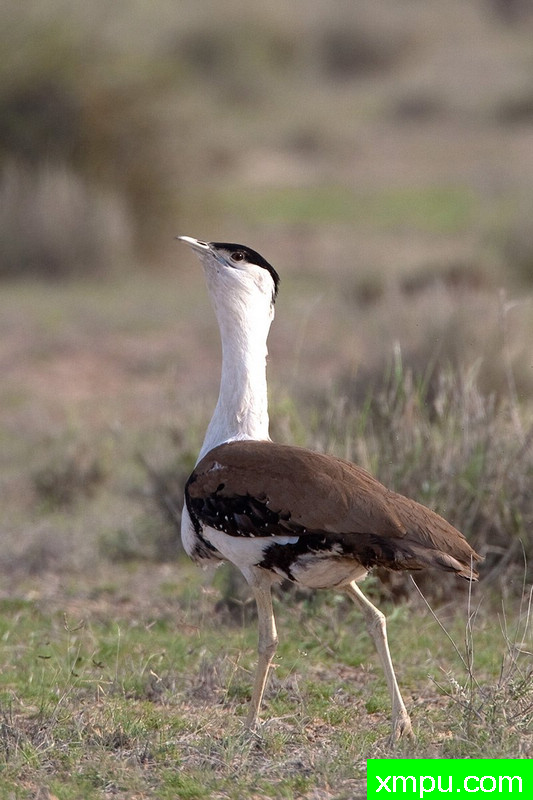 印度大鸨--摄影培育师：阿吉特Huilgol 摄影[美国]