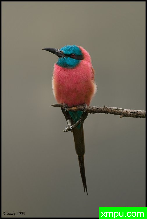 胭脂红蜂鸟---摄影师：温迪德角摄影