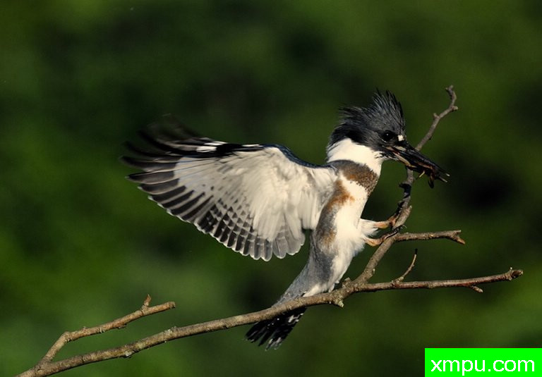 翠鸟3--摄影师：彼得伊瓦诺斯基摄影