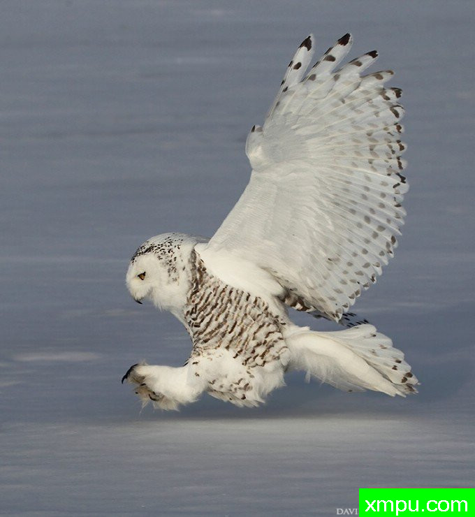 弹力雪鸮--摄影师：大卫亨明斯摄影