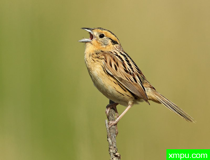 高歌----美国摄影师：罗伯特罗伊斯摄影
