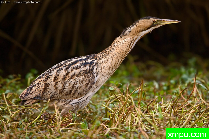 大卤水--摄影师：Juza电子艺界-意大利