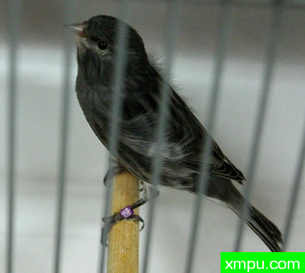 金丝雀-精品黑蛇---著名摄影师：canarisliegeois摄影