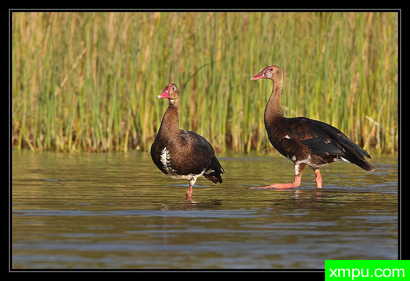 非洲直翅鹅--摄影培育师：阿吉特Huilgol 摄影[美国]