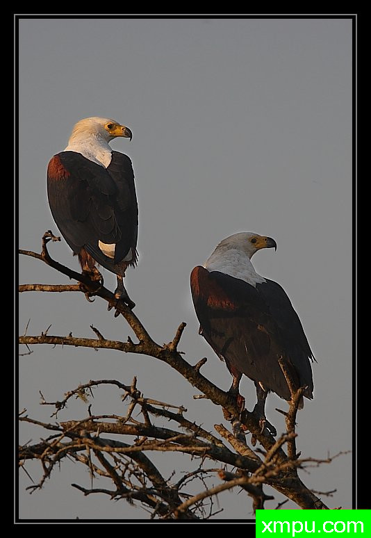 非洲巨鹰01--摄影培育师：阿吉特Huilgol 摄影[美国]