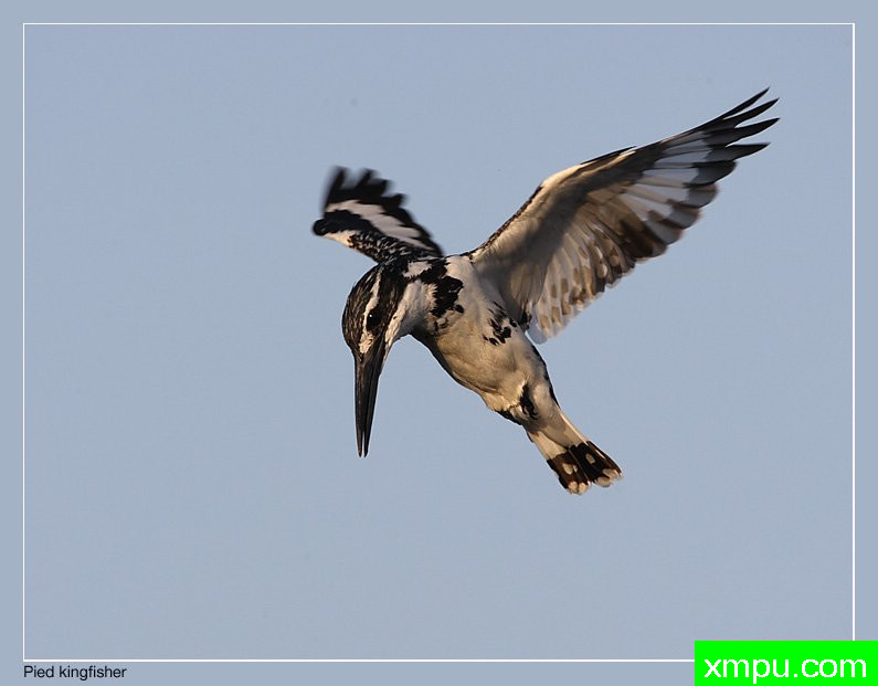 班点翠鸟--摄影培育师：阿吉特Huilgol 摄影[美国]