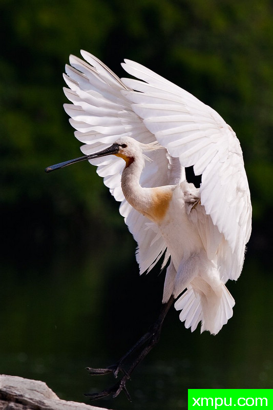 琵鹭在飞--摄影培育师：阿吉特Huilgol 摄影[美国]