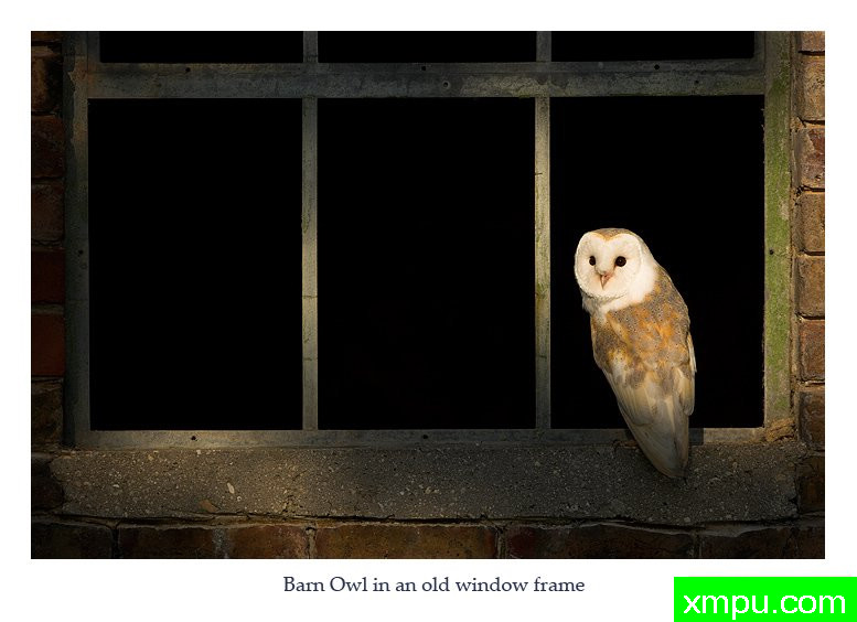 只是看看---摄影师： 丹尼绿色摄影