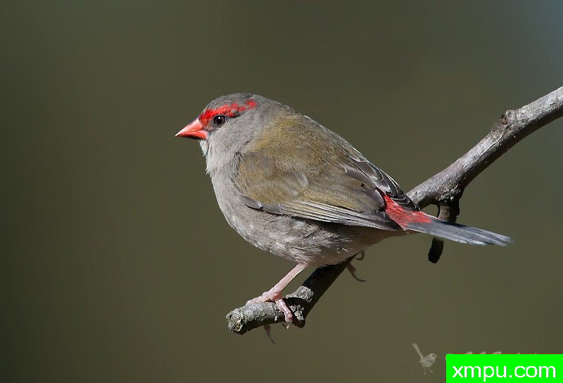 红眉雀 --著名荒野摄影师：杰拉德摄影
