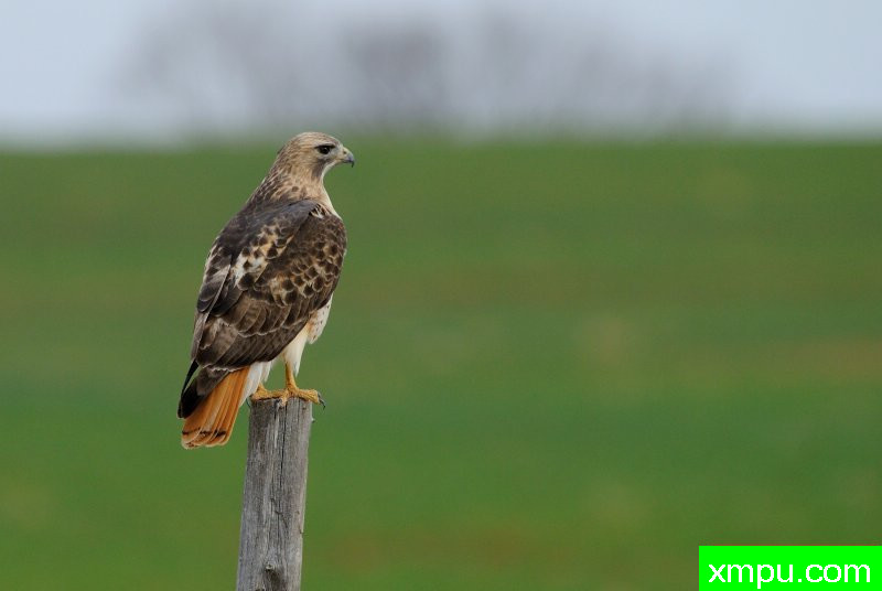 红色的尾巴黄昏---摄影师：巴里河伯德摄影