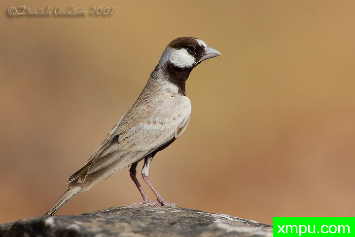 黑冠雀百灵（Eremopterix nigriceps）阿曼