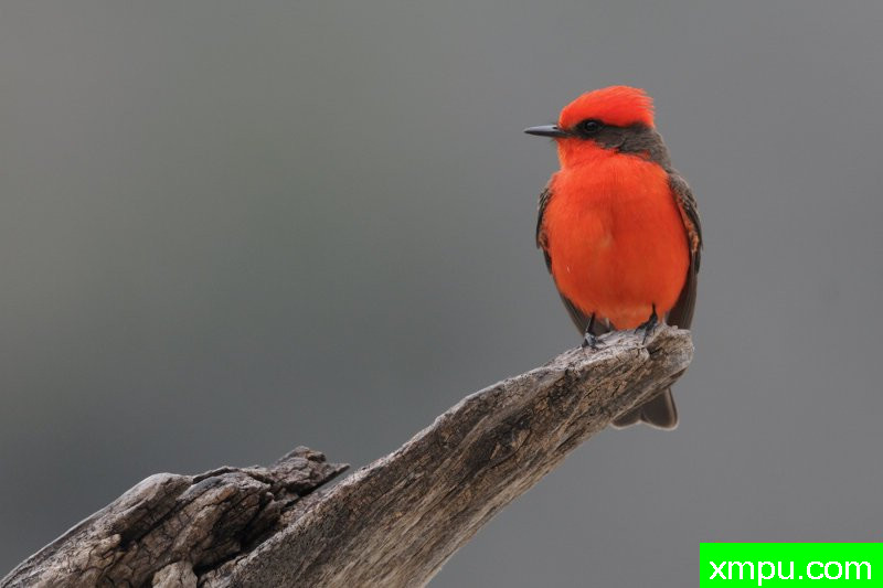 朱红鹟---摄影师：巴里河伯德摄影