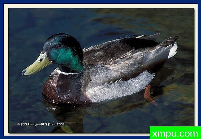 凫---摄影师：威廉克法赫摄影