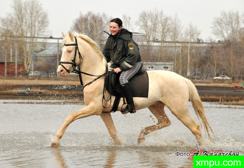 品种马[品种：阿克哈-特克 马]---著名摄影师： Alla K摄影