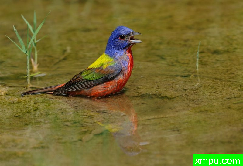 帕因特德邦廷02---摄影师：巴里河伯德摄影